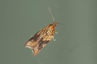 Acleris rhombana