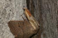 Eucosma
