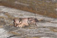 Notocelia incarnatana