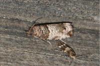 Notocelia incarnatana