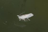 Niphonympha dealbatella