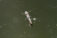 Paraswammerdamia albicapitella