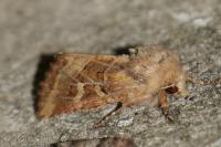 Luperina dumerilii