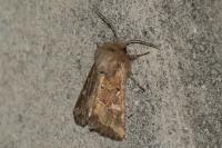 Luperina dumerilii