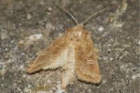 Luperina dumerilii