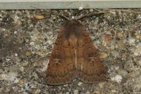 Xestia xanthographa