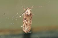 Depressaria