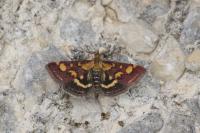 Pyrausta purpuralis
