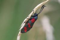 Zygaena filipendulae
