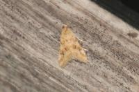 Hellula undalis