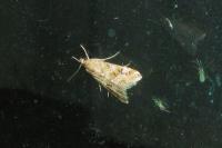 Hellula undalis