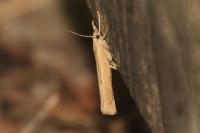 Pediasia contaminella