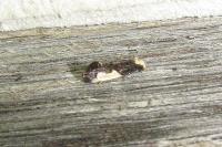 Monopis monachella