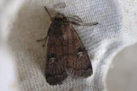 Xestia xanthographa