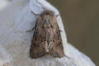 Luperina testacea