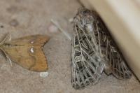 Tholera decimalis