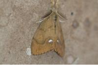 Orgyia antiqua