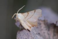 Ennomos erosaria