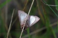 Mythimna ferrago
