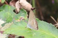 Lampides boeticus