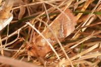 Triodia sylvina