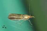 Etiella zinckenella