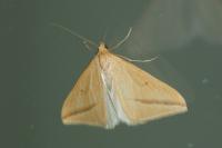 Rhodometra sacraria