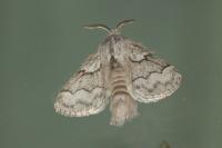 Trichiura crataegi