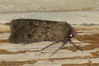 Agrotis segetum