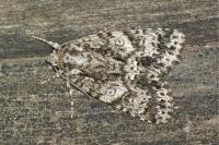 Acronicta rumicis