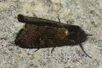 Aporophyla nigra