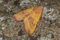 Atethmia centrago