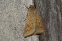 Helicoverpa armigera