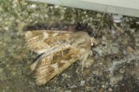 Luperina dumerilii