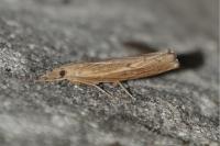 Pediasia contaminella
