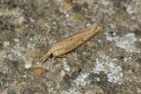 Pediasia contaminella