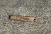 Agriphila geniculea