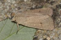 Xestia castanea