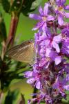 Lampides boeticus