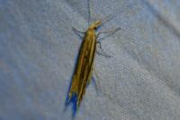 Ypsolopha mucronella