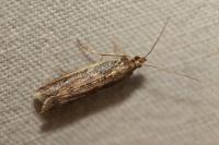 Ephestia