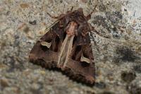 Trigonophora flammea