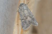 Luperina testacea