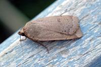 Xestia castanea