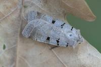 Eugnorisma glareosa