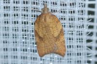 Acleris rhombana