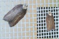 Acleris hastiana