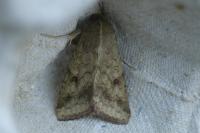 Helicoverpa armigera