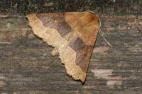 Crocallis tusciaria