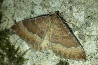Larentia clavaria